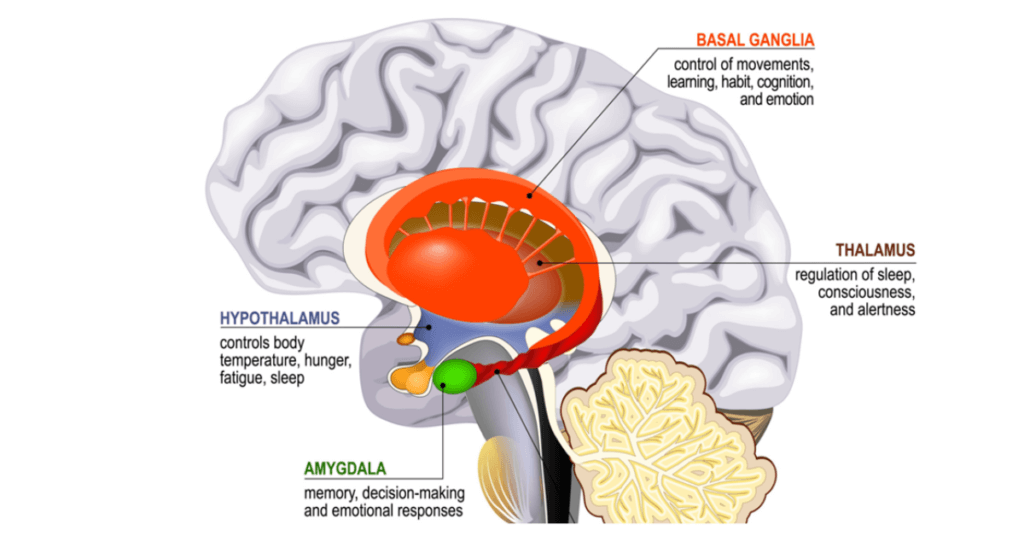 The power of understanding the effects of stress on brain