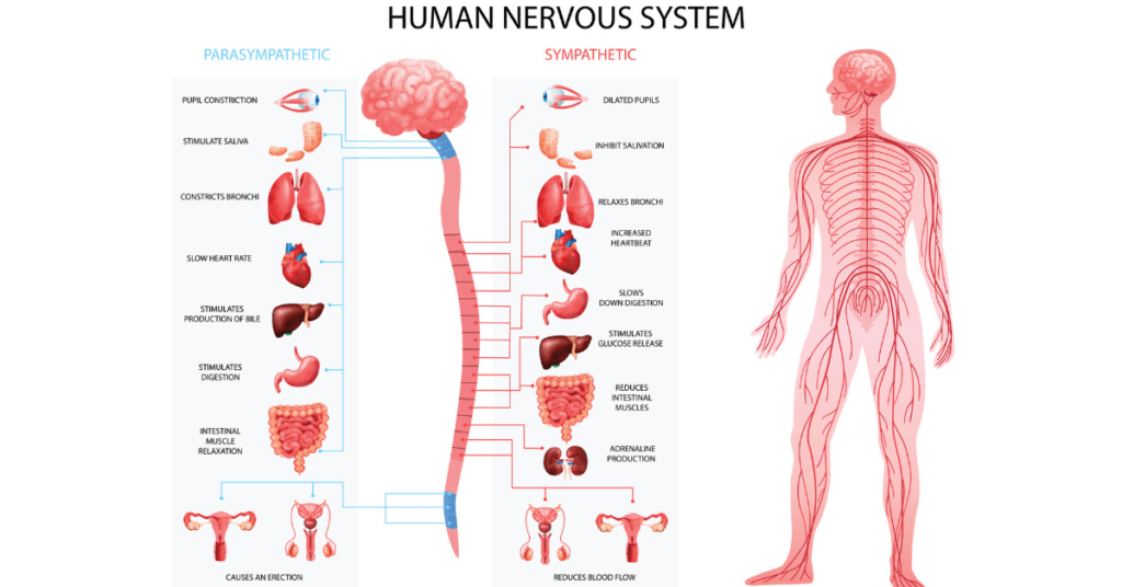 Sistemas nerviosos simpático y parasimpático