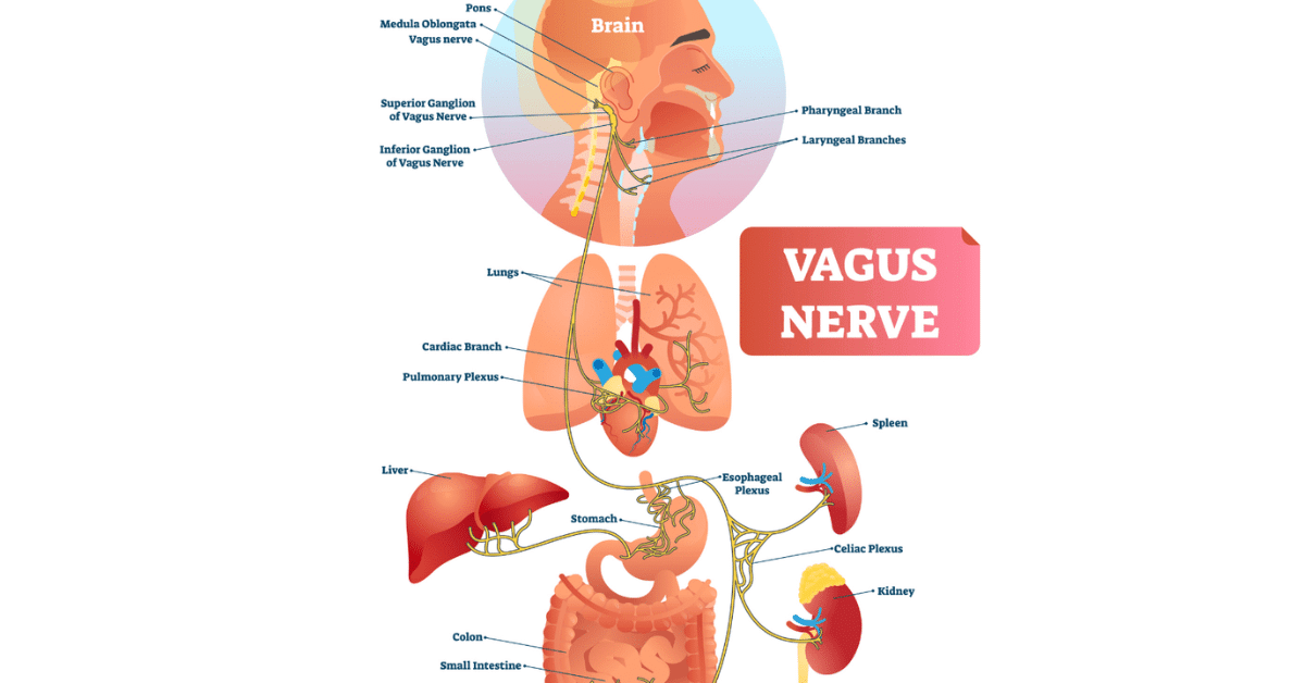Soothe Stress Unleashing the Power of Your Vagus Nerve